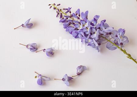 Branche de wisteria pourpre avec des fleurs délicates isolé sur fond blanc motif floral minimal Banque D'Images