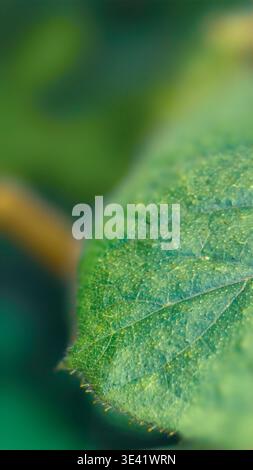 Gros plan macro d'une feuille verte montrant une texture de surface détaillée, des veines et des trichomes fins. Banque D'Images