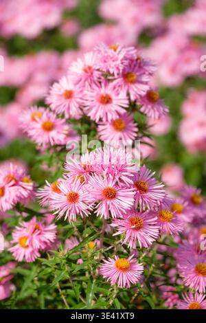 Symphyotrichum novae-angliae Badsey Pink, Nouvelle-Angleterre aster Badsey Pink, pulvérisations de fleurs roses, marguerites avec des centres jaunes Banque D'Images