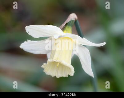 Trompette jaune pâle et pétales blancs de la jonquille patrimoniale, Narcisse 'White Emperor' florissant au début du printemps Banque D'Images