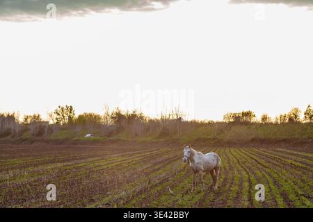 Un cheval blanc se tient dans un champ récolté avec des rangées de pousses vertes, regardant la caméra contre un ciel de coucher de soleil lumineux avec des arbres et une voiture dans le dis Banque D'Images