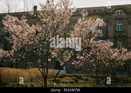 Des arbres fleuris avec des fleurs roses douces devant un bâtiment historique de la ville, capturant le contraste entre la nature printanière et l'architecture solide. Banque D'Images