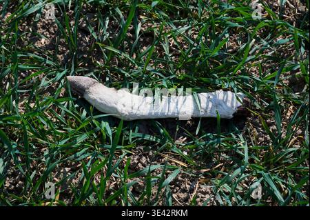 Une patte d'animal coupée avec sabot, probablement un vestige de chasse ou un prédateur tué, gisant dans un champ de blé vert d'hiver près de Pelifoldszentkereszt, Hongrie Banque D'Images