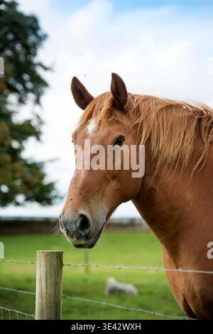 Un cheval Suffolk Punch, Gloucestershire Royaume-Uni. Banque D'Images