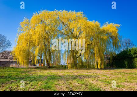 Arbres de saule pleureur doré dans le paysage de printemps avec le ciel bleu au-dessus du champ rural Banque D'Images