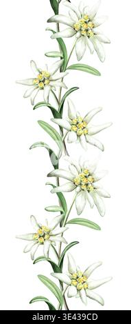 Edelweiss fleurs bordure verticale sans couture. Illustration d'aquarelle dessinée à la main, isolée sur fond blanc Banque D'Images