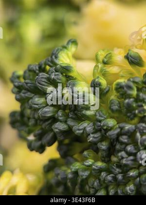 Studio macro brocoli floret avec gouttelettes d'eau, style de photographie de produit avec éclairage contrôlé et faible profondeur de champ Banque D'Images