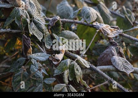 Un gros plan détaillé des feuilles et des branches givrées qui capture magnifiquement la beauté enchanteresse du toucher hivernal Banque D'Images