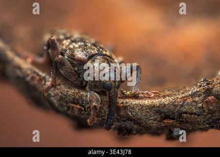Wevil dormant dans le gland [Dorytomus sp.] Banque D'Images