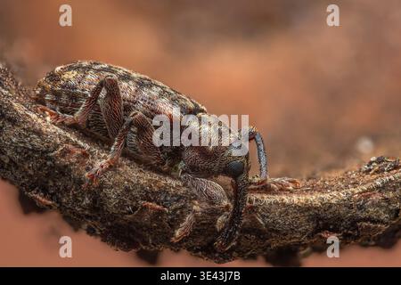 Wevil dormant dans le gland [Dorytomus sp.] Banque D'Images