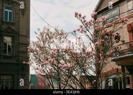 Arbres magnolia fleuris dans la rue de Belgrade, apportant fraîcheur saisonnière, beauté naturelle et contraste avec l'architecture urbaine. Belgrade, Serbie Banque D'Images