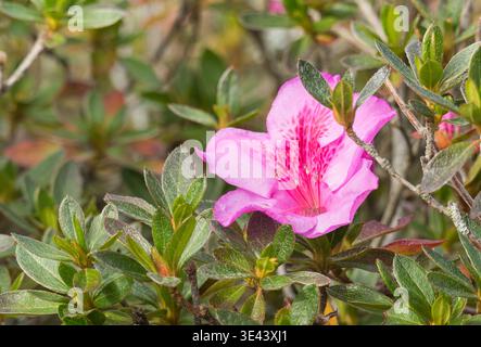 Gros plan d'une fleur d'azalée rose vibrante entourée de petites feuilles persistantes sur un arbuste dans un cadre de jardin Banque D'Images