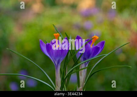 Fleurs de crocus printanières en gros plan avec des pétales vifs. Banque D'Images
