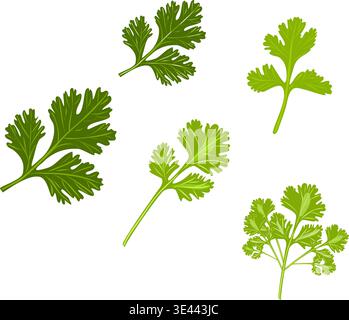 Ensemble vectoriel de persil vert frais et de brins de coriandre. Collection d'herbes culinaires isolées sur fond transparent Illustration de Vecteur