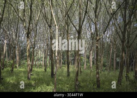 Une plantation d'hévéas près de la ville de Bang Saphan dans la province de Prachuap Khiri Khan en Thaïlande, Thaïlande, Bang Saphan, décembre 2022 Banque D'Images