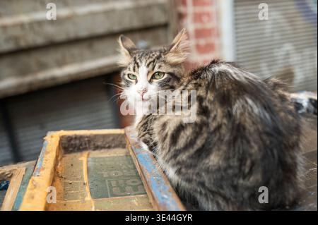 Chat tabby errant avec les yeux verts assis sur des caisses industrielles sales dans la rue de la ville, chat de ruelle abandonnée, animal sans abri, Istanbul Banque D'Images