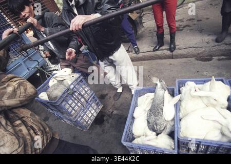 Lapin au marché des fruits de mer et des animaux dans la ville de Guangzhou dans la province de Guangdong en chine en asie de l'est. Chine, Guangzhou, avril 2000 Banque D'Images