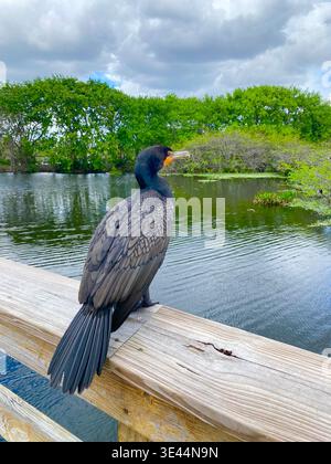 Un cormoran regardant l'eau dans les Wakodahatchee Wetlands à Delray, comté de Palm Beach, Floride. Banque D'Images
