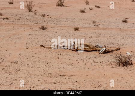 Carcasse de chameau dans le désert de Wadi Rum, Jordanie Banque D'Images