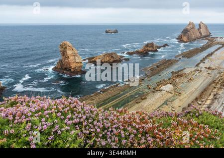 Vue panoramique d'Urros de Liencres sur la Costa Quebrada, Cantabrie, Espagne, avec des fleurs sauvages au premier plan par une journée nuageuse d'été. Banque D'Images