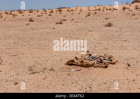 Carcasse de chameau dans le désert de Wadi Rum, Jordanie Banque D'Images