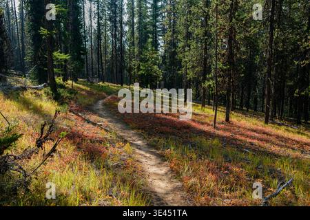 Un sentier de randonnée serpente à travers une belle section de forêt de conifères près du Kimberley Alpine Resort en automne. Banque D'Images