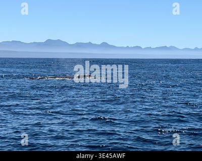 Surfaçage de baleines à bosse dans l'océan bleu profond avec silhouette de montagne Banque D'Images