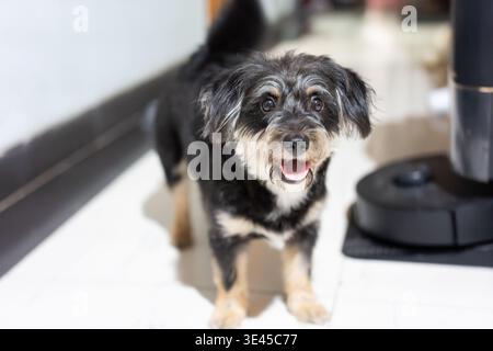 Happy Terrier Mix Dog debout sur carrelage blanc à l'intérieur de la maison moderne avec aspirateur robot à proximité Banque D'Images