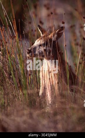 PROFIL LATÉRAL D'UN WALLABY AGILE EN HERBE LONGUE SUR L'ÎLE DE SOUTH STRADBROKE (STRADDIE), MORETON BAY, SOUTH EAST QUEENSLAND, AUSTRALIE. Banque D'Images