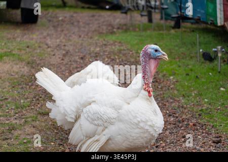 dinde domestique debout sur une ferme dans un environnement rural naturel. Volaille oiseau en plein air, concept d'agriculture, élevage, agriculture biologique et Banque D'Images
