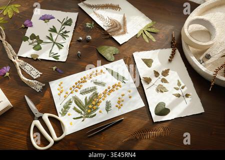 Fleurs de mimosa jaune pressées et feuilles vertes sur papier fait à la main. Processus de création d'herbier botanique avec ciseaux, pinces et plantes séchées Banque D'Images