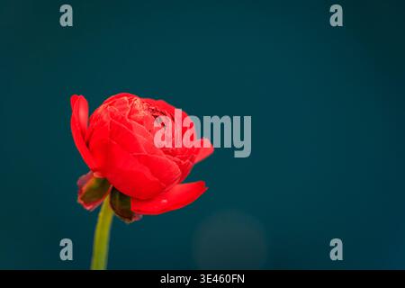 Fleur de buttercup rouge unique de ranoncule avec des pétales délicats en couches sur une tige verte fleurit sur un fond bleu foncé, fleurs printanières Banque D'Images