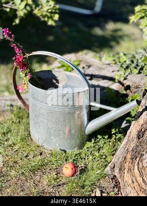 Un arrosoir en métal rustique rempli de fleurs debout sur l'herbe dans un cadre de jardin, avec une pomme tombée à proximité. Campagne naturelle. Banque D'Images