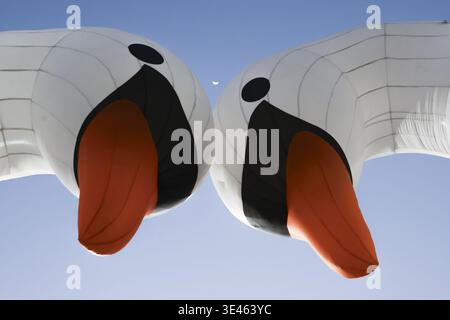 Deux ballons gonflables géants blancs de cygne flottant haut contre le ciel bleu clair transmettant le sens de la joie fantaisiste et la célébration ludique pendant un ou Banque D'Images