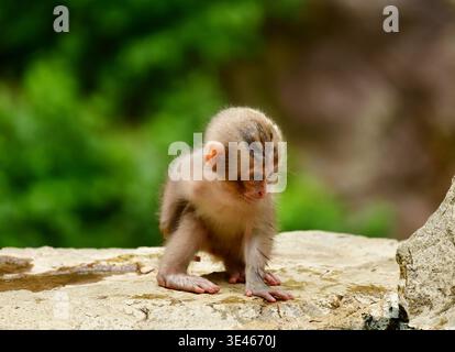 Vue rapprochée du macaque japonais (Macaca fuscata) bébé, Jigokudani Monkey Park, Yamanouchi, Nagano, Japon Banque D'Images