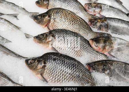 Poisson de carpe cru frais sur de la glace pilée sur le marché. Gros plan de la carpe prussienne argentée ou de la carpe crucienne. Banque D'Images