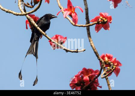 Inde, Kerala, Thattekad, drongo à queue racket (Dicrurus paradiseus) Banque D'Images