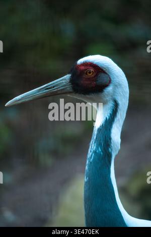 Profil de grue à couronne rouge en gros plan, long cou et bec élégants, arrière-plan naturel flou doux, portrait d'oiseau de la faune. Banque D'Images