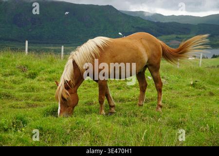 Cheval brun pâturant sur des pâturages verts dans la campagne rurale avec des montagnes et un ciel nuageux en arrière-plan. Banque D'Images