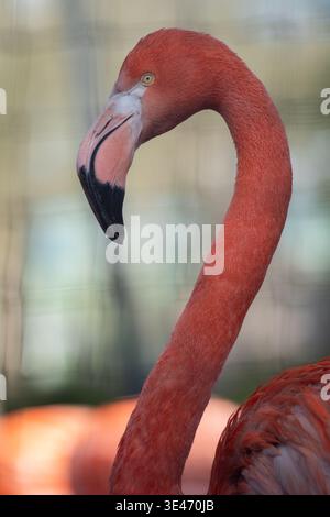 Gros plan Flamingo avec cou incurvé et bec détaillé, arrière-plan flou doux, élégant portrait d'oiseau tropical. Banque D'Images