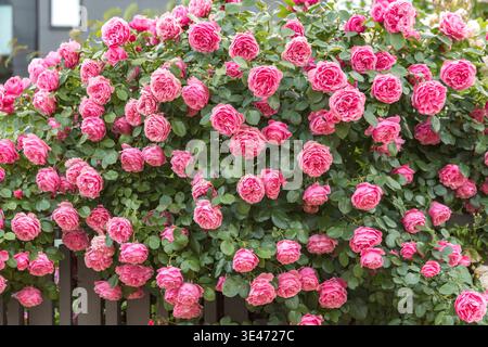 Rose ornementale (Rosa 'Leonardo da Vinci', Rosa Leonardo da Vinci), cultivar Leonardo da Vinci, Suède Banque D'Images