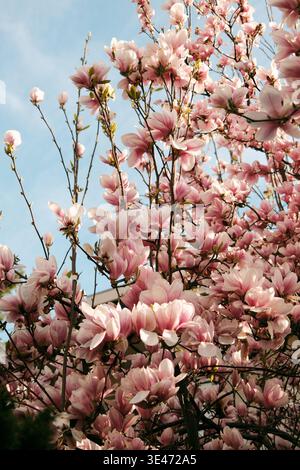 Gros plan des fleurs de magnolia dans la lumière du soleil chaude avec un fond de mise au point douce, parfait pour la beauté, le bien-être, le design romantique, la publicité saisonnière et Banque D'Images
