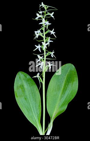 Petite orchidée papillon, petite orchidée papillon (Platanthera bifolia, Platanthera solstitialis, Lysias bifolia), floraison, sur fond noir, Germa Banque D'Images
