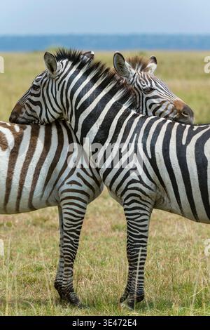 Zèbre de Boehm, zèbre de Grant (Equus quagga boehmi, Equus quagga granti), deux zèbres reniflant l'un l'autre, Kenya, comté de Narok, parc national du Masai Mara Banque D'Images