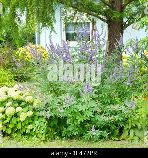 Arbre de la chaîne à feuilles larges, Vitex À Feuilles Larges (Vitex agnus-catus var. Latifolius, Vitex agnus-catus 'Latifolius', Vitex agnus-catus Latifolius), Blo Banque D'Images