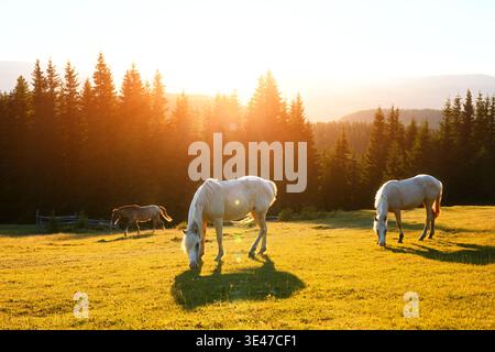 Soirée d'été sur les montagnes prairie avec pâturage des chevaux blancs et forêt de sapins. Photographie de paysage Banque D'Images