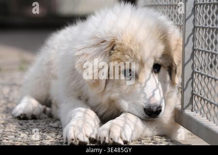 Jeune chien de montagne pyrénéen allongé sur des pierres et appuyé contre une clôture métallique. chien de gardien de bétail se reposant à l'extérieur dans une scène calme et paisible. Banque D'Images