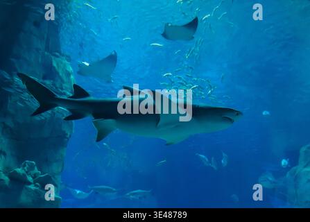 Requin nage dans un grand aquarium dans un océanarium. Photographie sous-marine impressionnante montrant le prédateur élégant se déplaçant dans l'eau bleue avec d'autres poissons et formations coralliennes. Photo de haute qualité Banque D'Images