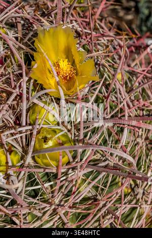 California Barrel Cactus, Ferocactus cylindraceus, floraison dans Anza-Borrego Desert State Park, Californie, États-Unis Banque D'Images