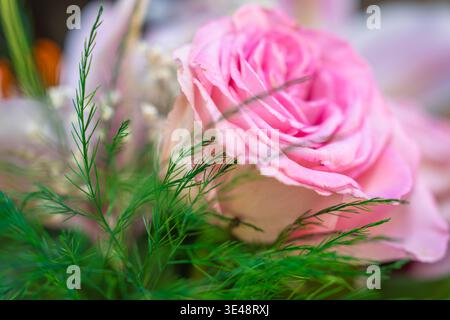 Rose rose douce fleurit doucement au milieu des frondes vertes. Les pétales se courbent tendrement, révélant des couches internes délicates. La lumière naturelle améliore la douceur de la fleur, ro Banque D'Images